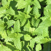 Lemon Balm Tincture, 4 oz