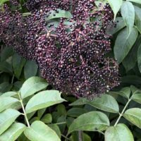 Elderberry (4 oz)