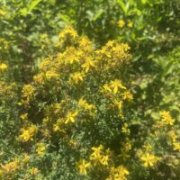 St Johnswort Tincture, 4 oz