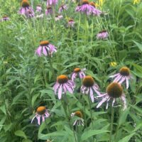 Echinacea Tincture 4 oz