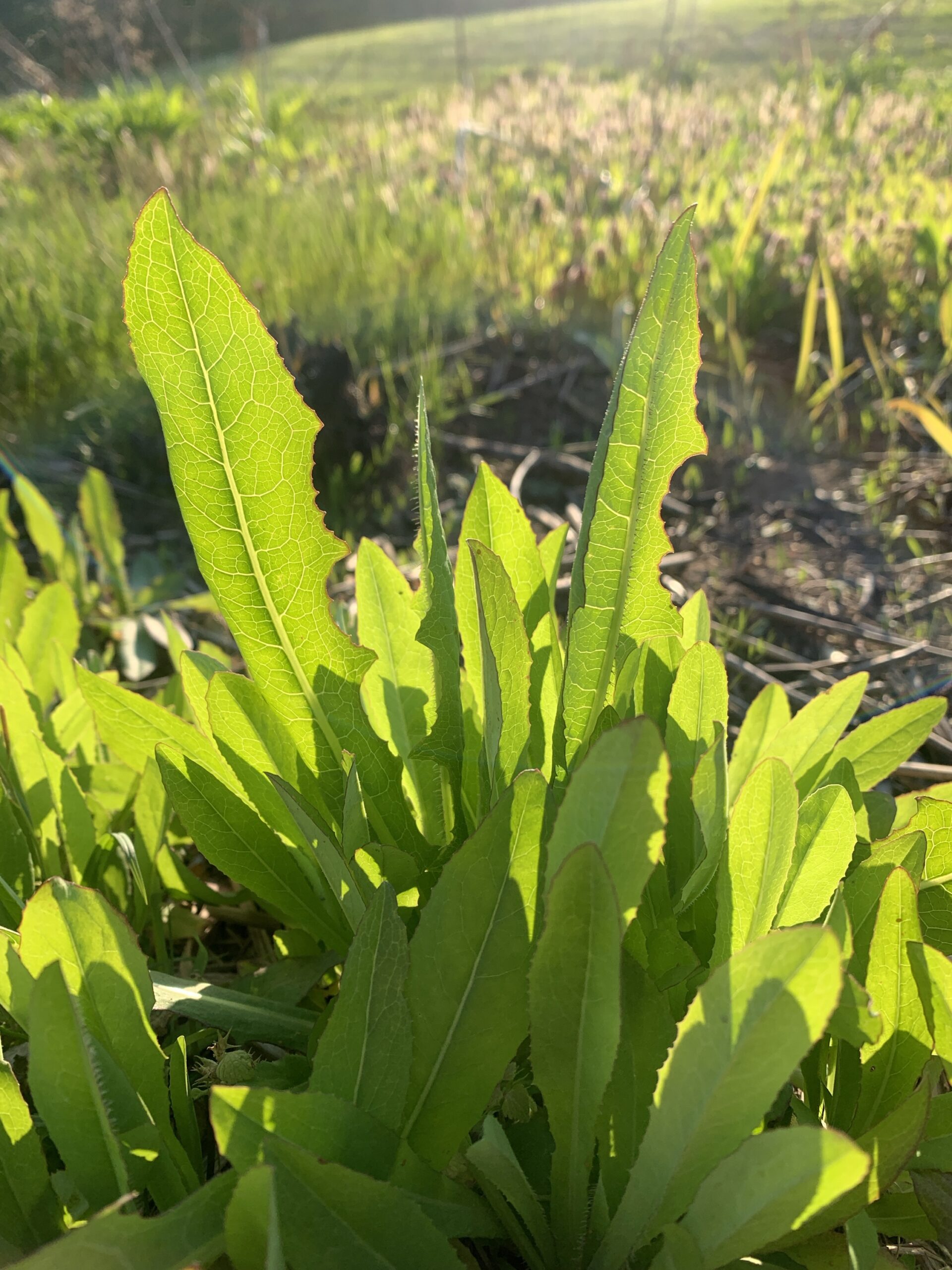 Wild lettuce, 4 oz - Image 2