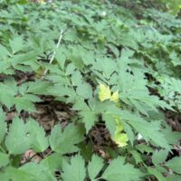 Black Cohosh Tincture 4 oz