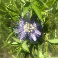 Passionflower 4 oz.