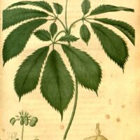 Ginseng extract 8 oz