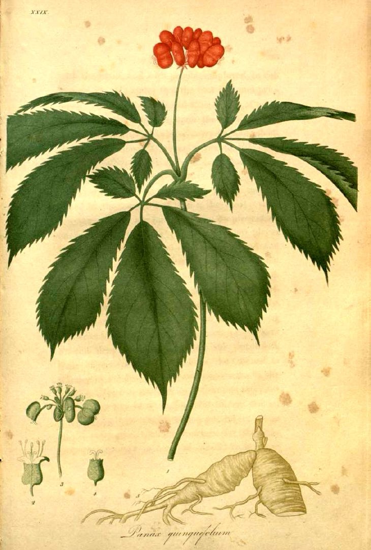 Ginseng extract 8 oz