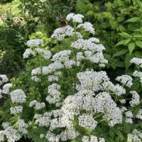 Valerian Tincture 8 oz